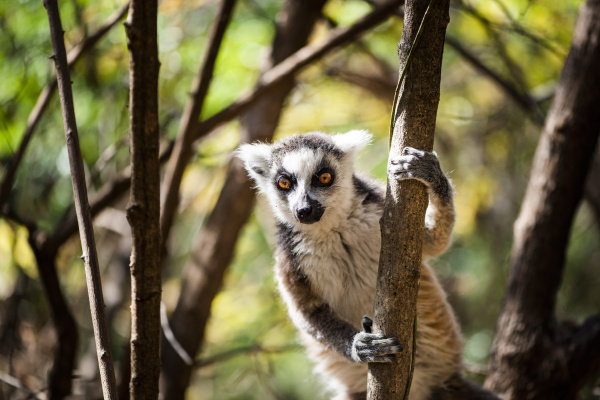 ring tailed lemur lemur catta