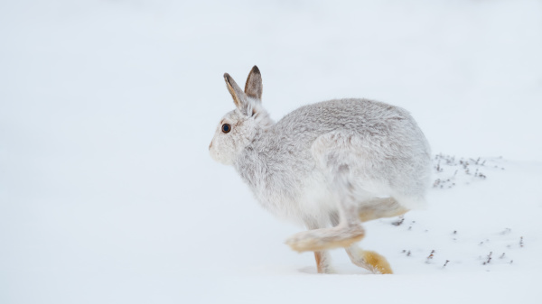 mountain hare running lepus timidus