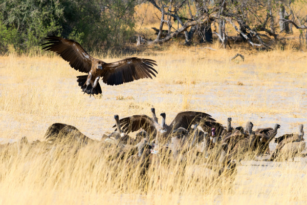 vultures on a kill botswana