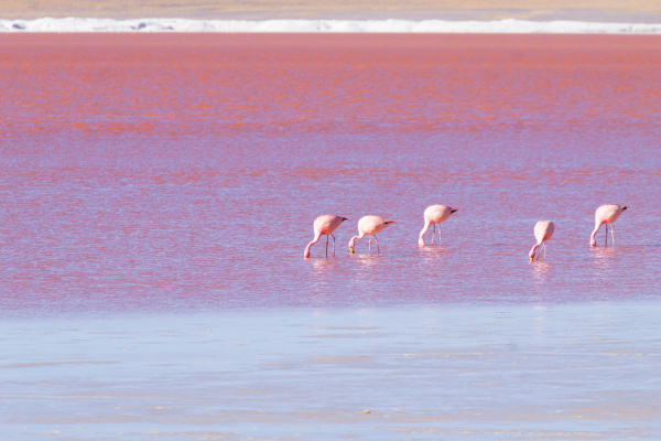 laguna colorada flamingos bolivia