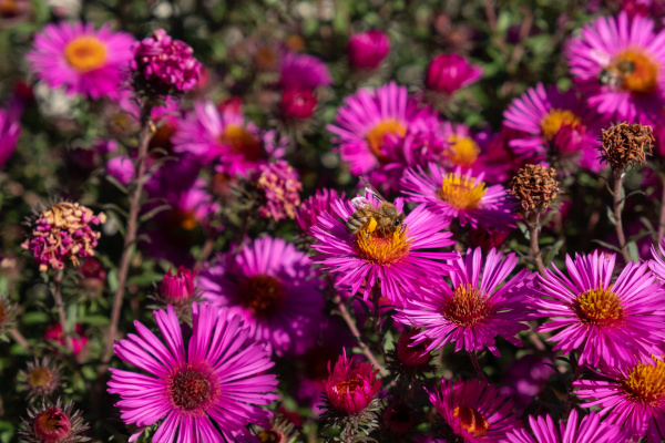 bee collecting pollen on purple chrysanthemum
