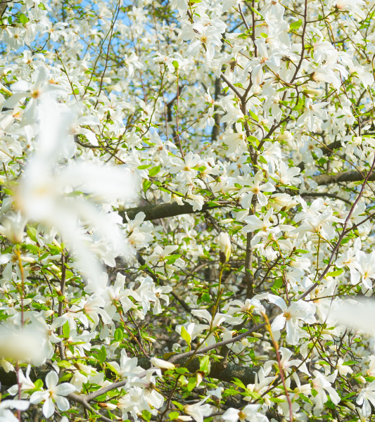 white blossom magnolia tree flowers