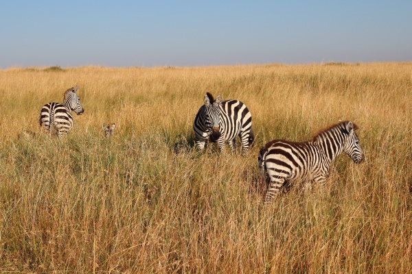 zebras in the high grass of