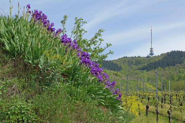 blue flowering iris near oberbergen in