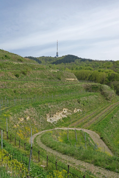 vineyards for the foot of the