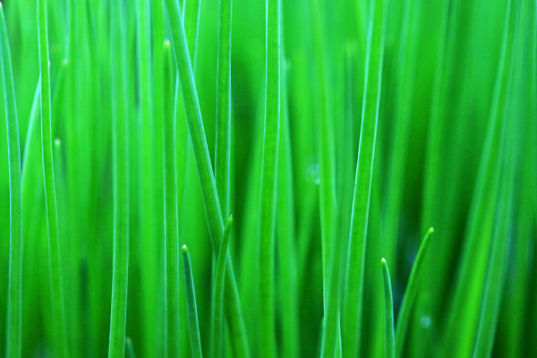 close up of green grasses and