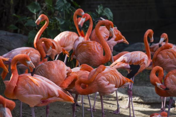 usa louisiana flamingos