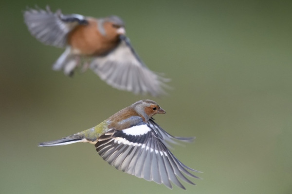 flying chaffinchs