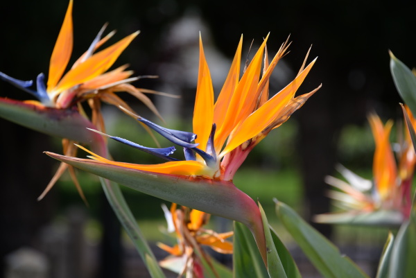 Bird of Paradise flower strelitzias at the Costa - Stock image #26980090 |  PantherMedia Stock Agency