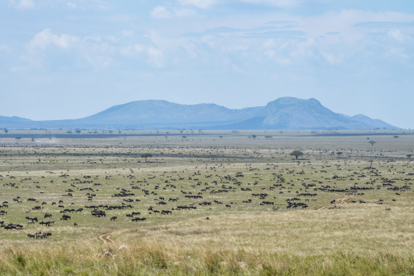 large herd of wildebeest connochaetes
