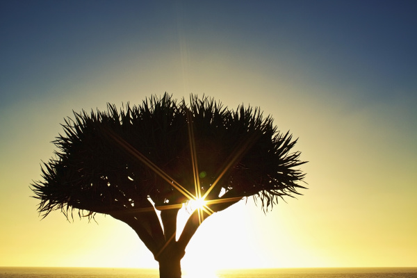sunburst shining behind silhouette of tree