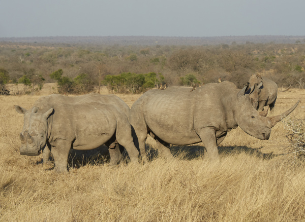 group of rhinoceroses at the savannah