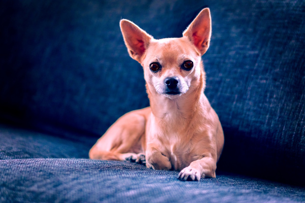 chihuahua on the couch