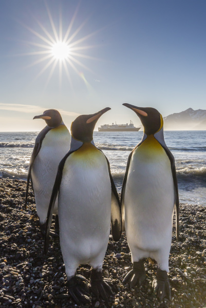 king penguins aptenodytes patagonicus
