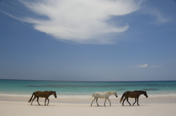 horses walking on pink sands beach