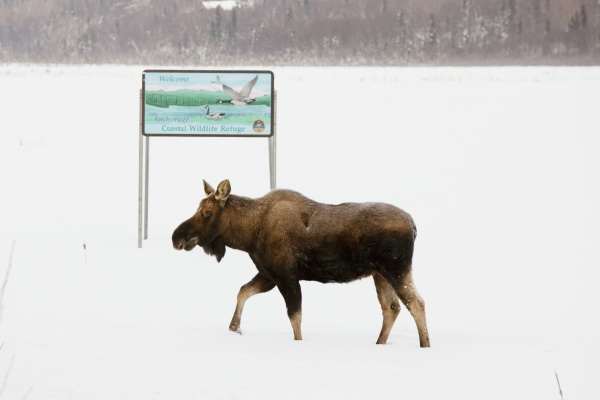 a moose walks in snow by