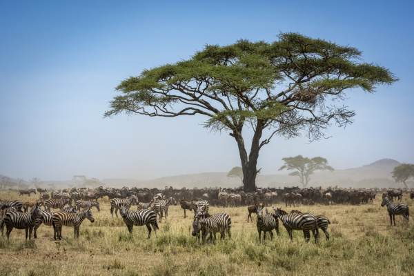 confusion of blue wildebeest connochaetes