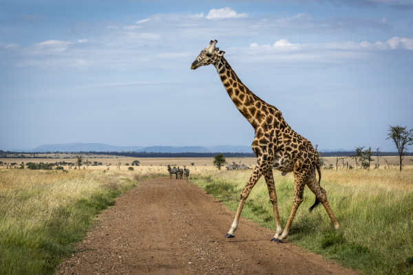 masai giraffe giraffa camelopardalis tippelskirchii