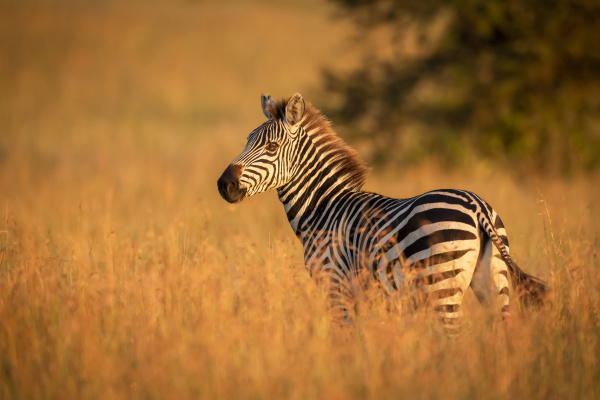plains zebra equus quagga