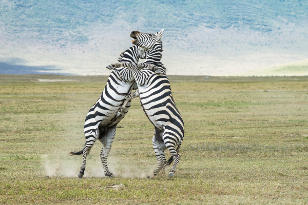 pair of zebra equus grevyi