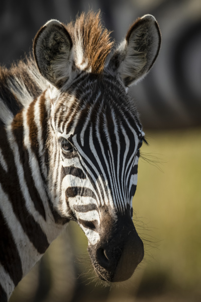 close up of young plains zebra