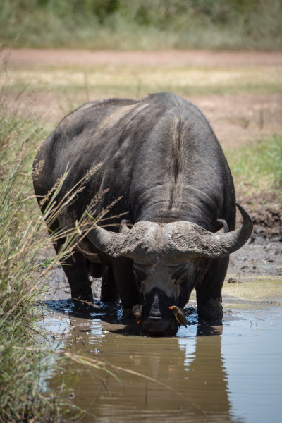 cape buffalo drinking from muddy water