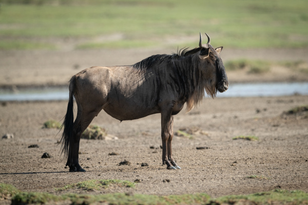 blue wildebeest standing in profile on