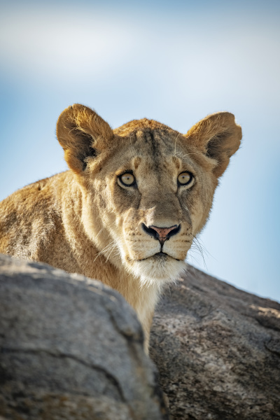 lioness pantera leo head