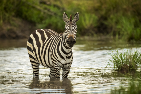 plains zebra equus quagga