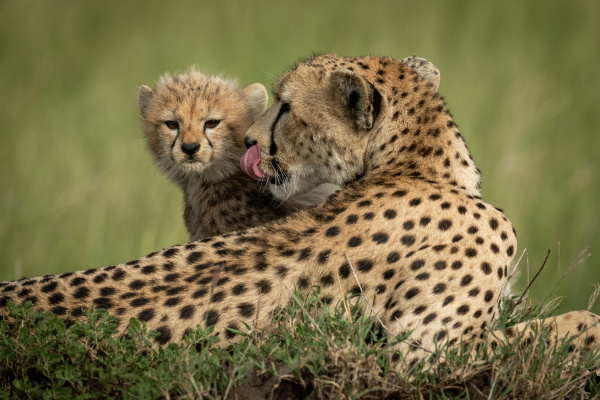 cheetah cub sits behind mother in