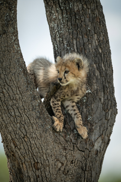 cheetah cub stands in tree looking