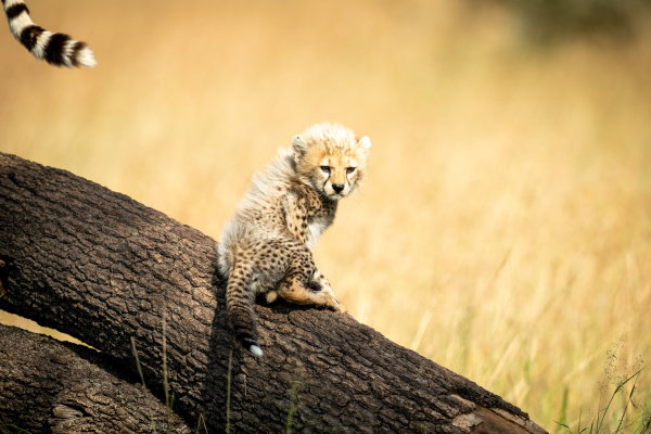 cheetah cub sits near tail of