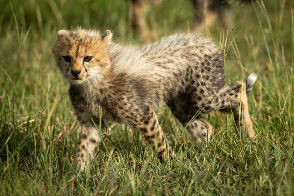 cheetah cub walks through grass in
