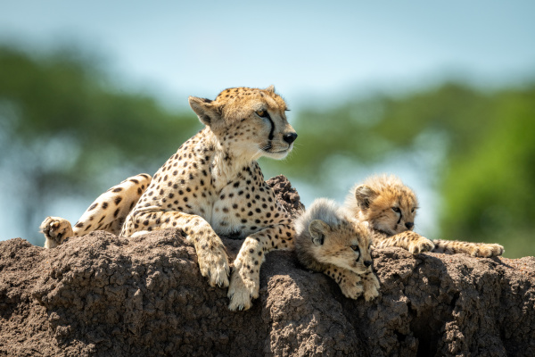cheetah lying on termite mound with