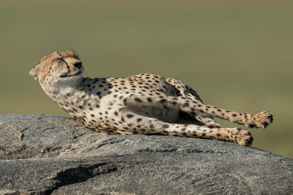 cheetah lies stretching on rock in