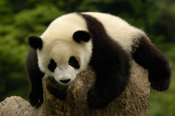 giant panda baby ailuropoda melanoleuca
