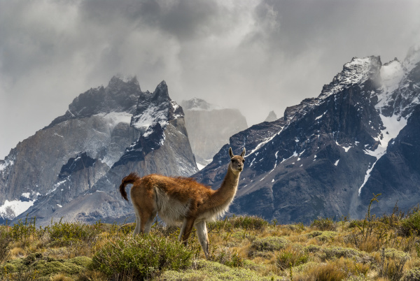 guanaco with cuernos in background