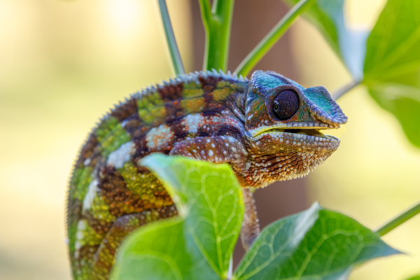 panther chameleon masoala madagascar wildlife