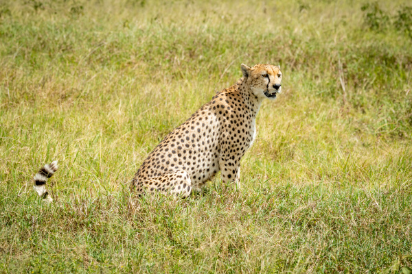cheetah sits turning head in long