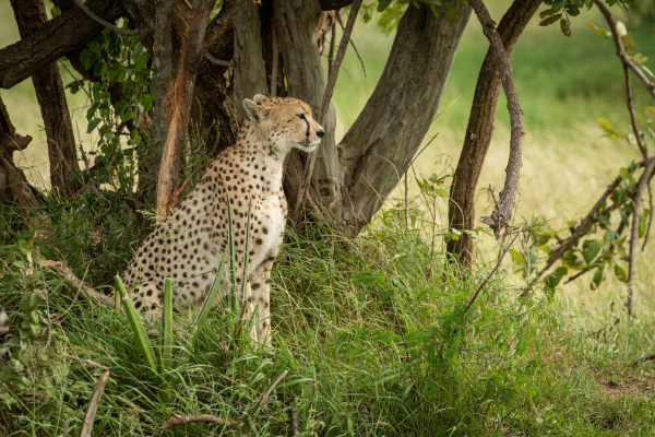 cheetah sits under shady tree facing