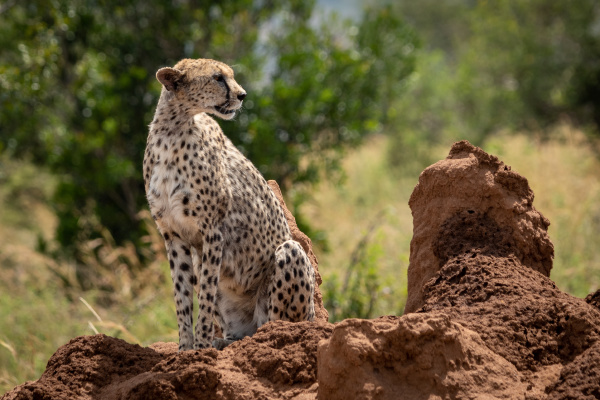cheetah sits on termite mound looking