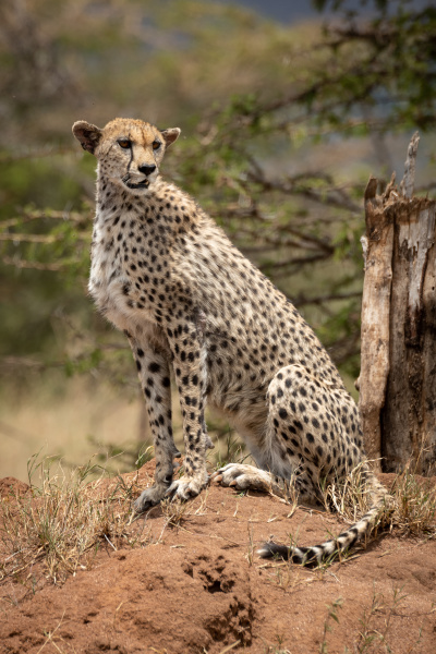 cheetah sits in sun on termite