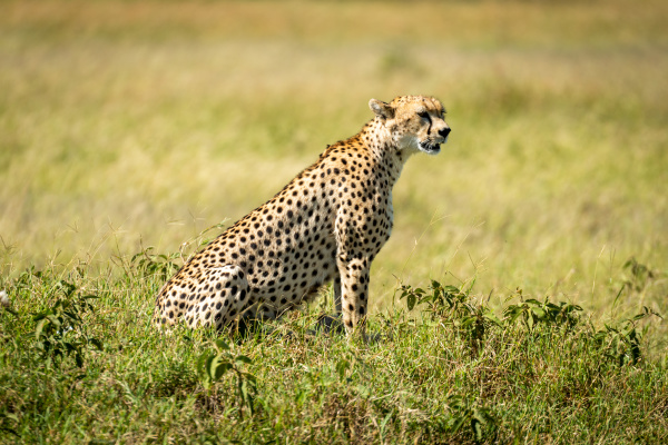 cheetah sits in tall grass facing