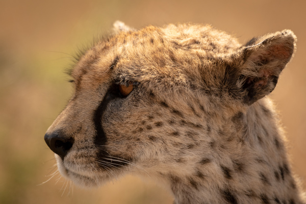 close up of female cheetah head