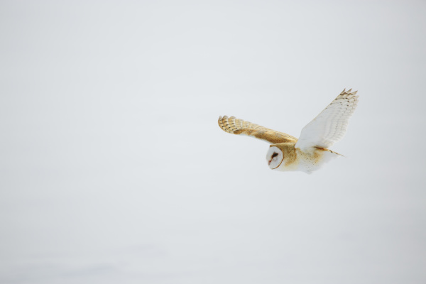 barn owl in flight over snow