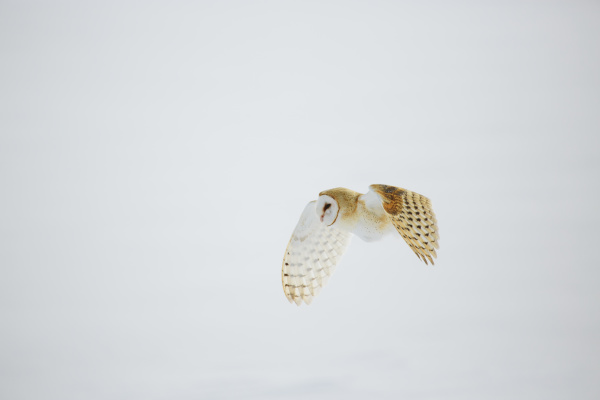barn owl in flight over snow