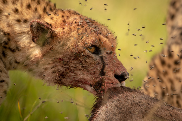 close up of flies surrounding cheetah