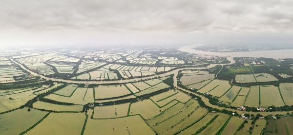 aerial view of rice paddy fields