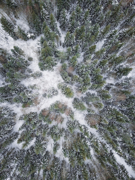 aerial view of a snowy forest