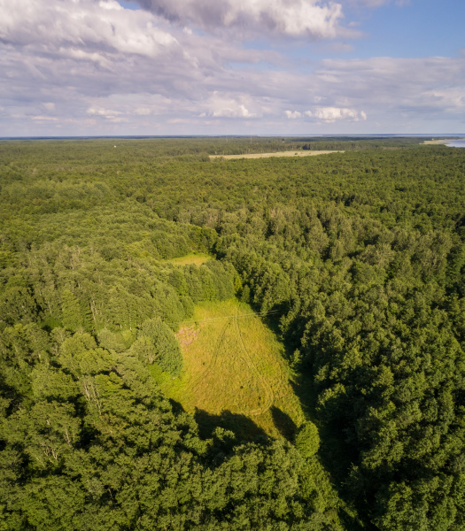 aerial view of beautiful forest on